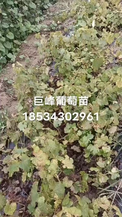 出售早熟巨峰葡萄苗。药用连翘苗，科研五号优质种苗，2/5年苗，药用连翘树，挂果树，全国包邮到家！财富密码18534302961