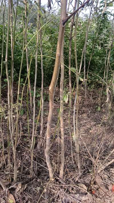 出售臭椿苗，巨峰葡萄苗。药用连翘苗，科研五号优质种苗，2/5年苗，药用连翘树，挂果树，全国包邮到家！财富密码18534302961