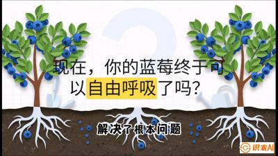 第3节：别把树&ldquo;憋死&rdquo;&mdash;&mdash;正确的定植与换盆手法,   课程：《蓝莓&ldquo;高产&rdquo;实战课：从选苗到丰收的10个关键点》