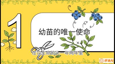 第6节：修剪决定产量（上）&mdash;&mdash;幼苗期与生长期修剪， 课程：《蓝莓&ldquo;高产&rdquo;实战课：从选苗到丰收的10个关键点》