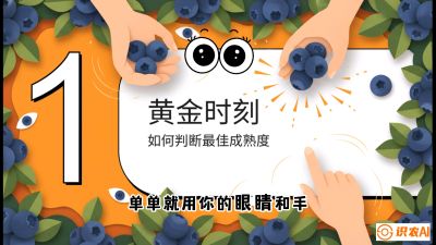 第10节：完美的&ldquo;果粉&rdquo;&mdash;&mdash;采摘时机与保鲜， 课程：《蓝莓&ldquo;高产&rdquo;实战课：从选苗到丰收的10个关键点》