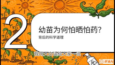 第02节：幼树管理&mdash;&mdash;&ldquo;防晒又防草，树势起得早&rdquo;，课程：《槟榔种植：从不懂到精通的10堂必修课》