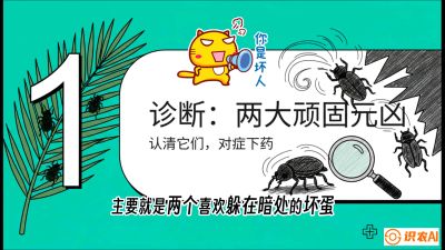 第06节：顽固虫害防治&mdash;&mdash;&ldquo;钻心虫与红蜘蛛，打准时间才服输&rdquo;《槟榔种植：从不懂到精通的10堂必修课》