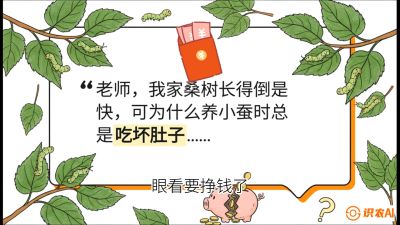 第01节：不仅仅是树&mdash;&mdash;顶级品种选配策略，课程：《桑海淘金：桑树高产与蚕桑安全进阶实战课》