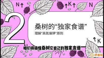 第04节：地下核动力&mdash;&mdash;桑树专用水肥一体化配方，课程：《桑海淘金：桑树高产与蚕桑安全进阶实战课》