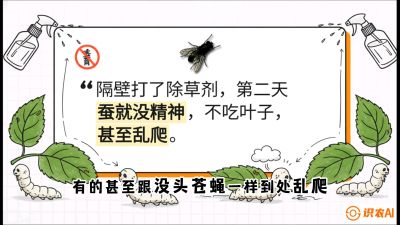 第05节：养蚕人的&ldquo;排雷战&rdquo;&mdash;&mdash;除草剂的生死禁忌，课程：《桑海淘金：桑树高产与蚕桑安全进阶实战课》