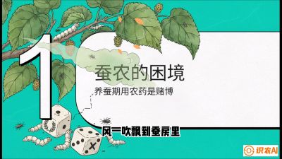 第06节：虫口夺叶（上）&mdash;&mdash;物理与生物防控绝技，课程《桑海淘金：桑树高产与蚕桑安全进阶实战课》