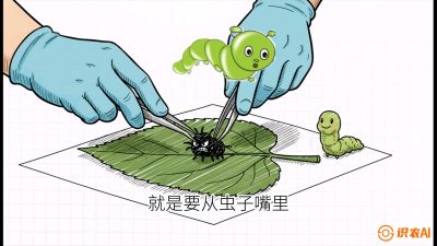 第07节：虫口夺叶（下）&mdash;&mdash;不得不打药时的&ldquo;解毒术&rdquo;，课程：《桑海淘金：桑树高产与蚕桑安全进阶实战课》