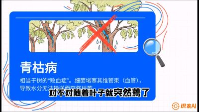第08节：看不见的杀手&mdash;&mdash;青枯病与萎缩病，课程：《桑海淘金：桑树高产与蚕桑安全进阶实战课》