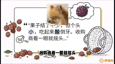 第10节：甜蜜的科学&mdash;&mdash;膨大、增甜与转色，课程：《桑海淘金：桑树高产与蚕桑安全进阶实战课》