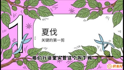 第11节：叶果双收&mdash;&mdash;特殊的夏伐与冬伐，课程：《桑海淘金：桑树高产与蚕桑安全进阶实战课》