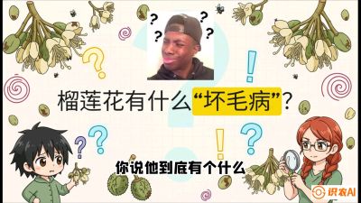 第六节：榴莲的午夜战事，夜间授粉战与花果期避雨策略，课程：《国产榴莲突围战：从泰国经验到中国实操的8堂必修课（高阶实战版）》