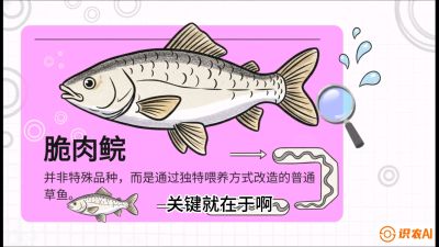 第六节：【老品升级&middot;脆肉鲩】如何让草鱼身价翻倍？，课程：《黄金鳞甲：2025中国淡水鱼高效养殖实战营》