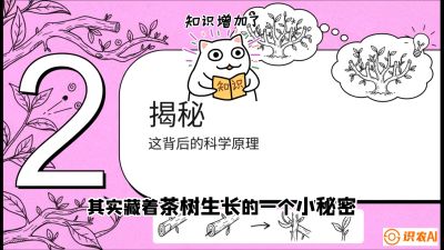 第04节（修剪篇）：树势复活术：从&ldquo;越剪越弱&rdquo;到&ldquo;枝繁叶茂&rdquo;的能量管理与夏秋茶逆袭，课程：《茶金时代：从&ldquo;看天吃饭&rdquo;到&ldquo;精准控局&rdquo;的茶叶高产提质实战课》