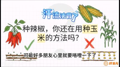 第1节：【品种定江山】工业辣椒vs小米辣：底肥公式与密度陷阱的&ldquo;百万生意经&rdquo;，课程：《辣椒种植实战特训营，从工业辣椒到精品小米辣，教你如何把&ldquo;草&rdquo;种成&ldquo;金&rdquo;》