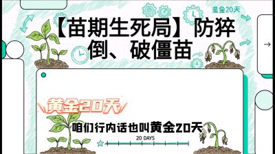 第2节：【苗期生死局】防猝倒、破僵苗，决定后期产量的&ldquo;黄金20天&rdquo;，课程：《辣椒种植实战特训营，从工业辣椒到精品小米辣，教你如何把&ldquo;草&rdquo;种成&ldquo;金&rdquo;》