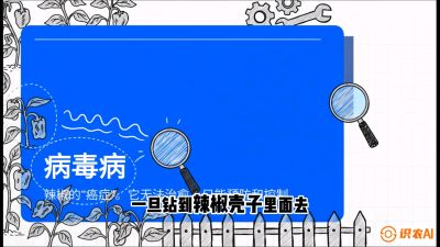 第5节：【病毒病阻击】辣椒的&ldquo;癌症&rdquo;怎么治？从&ldquo;绝收恐慌&rdquo;到&ldquo;带毒生产&rdquo;的逆转术，课程：《辣椒种植实战特训营，从工业辣椒到精品小米辣，教你如何把&ldquo;草&rdquo;种成&ldquo;金&rdquo;》