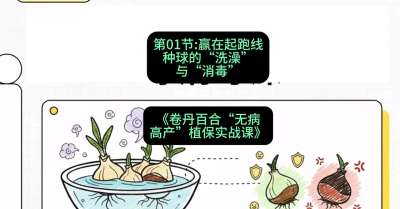 第01节：赢在起跑线&mdash;&mdash;种球的&ldquo;洗澡&rdquo;与&ldquo;消毒&rdquo;，课程：《卷丹百合&ldquo;无病高产&rdquo;植保实战课》#识农AI