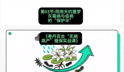 第03节：阴雨天的噩梦&mdash;&mdash;灰霉病与疫病的&ldquo;保护伞&rdquo;，课程：《卷丹百合&ldquo;无病高产&rdquo;植保实战课》#识农AI