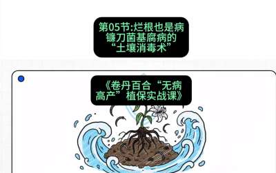 第05节：烂根也是病&mdash;&mdash;镰刀菌基腐病的&ldquo;土壤消毒术&rdquo; ，课程：《卷丹百合&ldquo;无病高产&rdquo;植保实战课》#识农AI