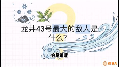 第04节：龙井双璧&mdash;&mdash;龙井43与群体种的差异化护养（重点），课程：《茗茶卫士&mdash;&mdash;茶叶病虫害绿色防控实战课》#识农AI