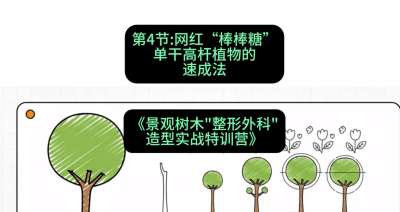 第04节：网红&ldquo;棒棒糖&rdquo;&mdash;&mdash;单干高杆植物的速成法，课程：《景观树木&ldquo;整形外科&rdquo;造型实战特训营》#识农AI