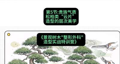 第05节：贵族气质&mdash;&mdash;松柏类&ldquo;云片&rdquo;造型的层次美学，课程：《景观树木&ldquo;整形外科&rdquo;造型实战特训营》#识农AI