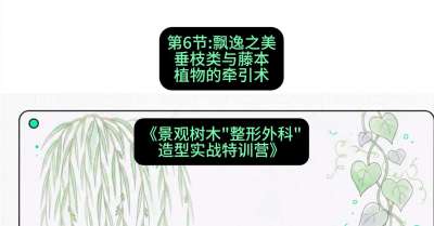 第06节：飘逸之美&mdash;&mdash;垂枝类与藤本植物的牵引术，课程：《景观树木&ldquo;整形外科&rdquo;造型实战特训营》#识农AI