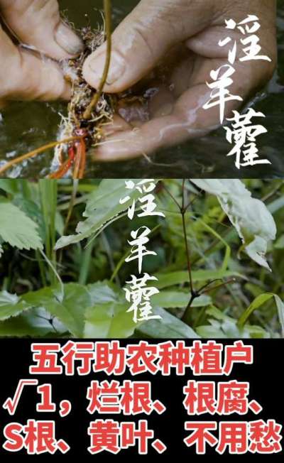 177，1907，0725，V 同号
1  老乡们！种淫羊藿不用乱买肥，咱这款专用肥，针对淫羊藿习性配的，壮苗防烂根，采收多卖钱，用过都回头！
2  咱种淫羊藿图的就是省心高产！专用肥薄肥勤施，苗不烧