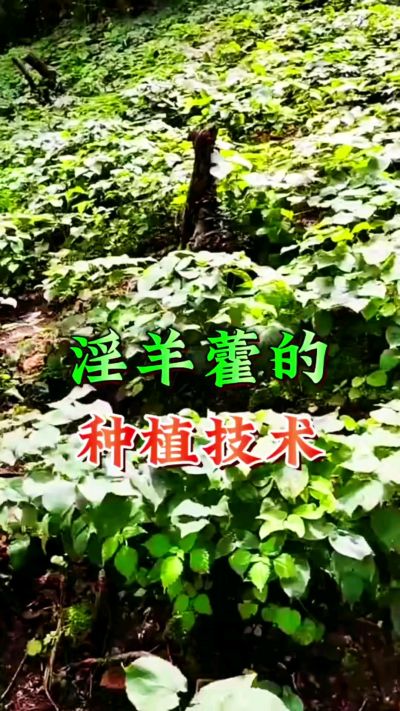 揭秘&ldquo;仙草&rdquo;淫羊藿的种植密码！耐严寒耐贫瘠，林下套种不占耕地，管理简单还能套种其他作物，一亩地的投入两亩地的收益～ 想返乡创业的赶紧码住！ #淫羊藿种植技术 #返乡创业项目 #药材种植指南 #农业新风