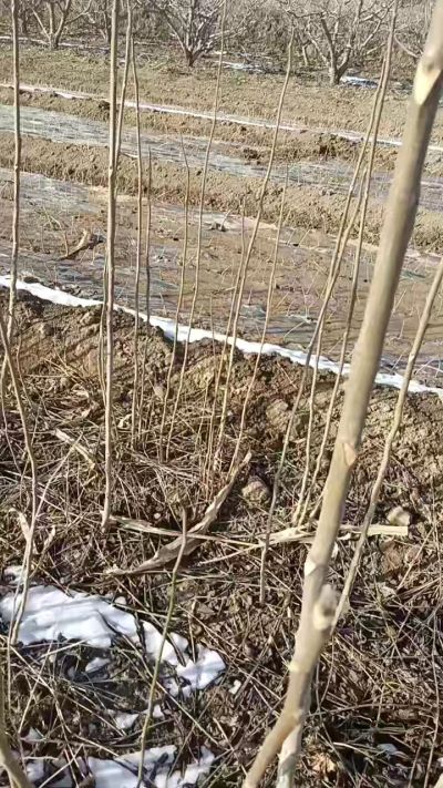 臭椿苗，一年苗，需要联系我，全国包邮到家。18534302961