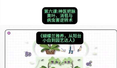 第六节：神医把脉：黄叶、消苞与病虫害逆转术，课程：《蝴蝶兰雅养六讲：从阳台小白到园艺达人》#识农AI
