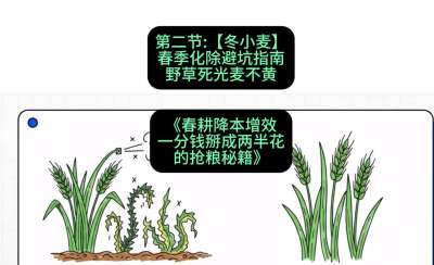 第二节：【冬小麦】春季化除避坑指南，野草死光麦不黄