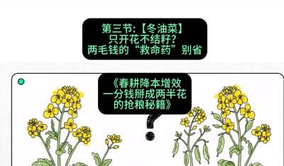 第三节：【冬油菜】只开花不结籽？两毛钱的&ldquo;救命药&rdquo;别省