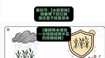 第四节：【水稻育秧】倒春寒下防烂秧，保住苗子就是保本