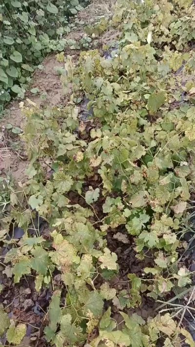 出售巨峰葡萄苗。药用连翘苗，科研五号优质种苗，2/5年苗，药用连翘树，挂果树，全国包邮到家！财富密码18534302961