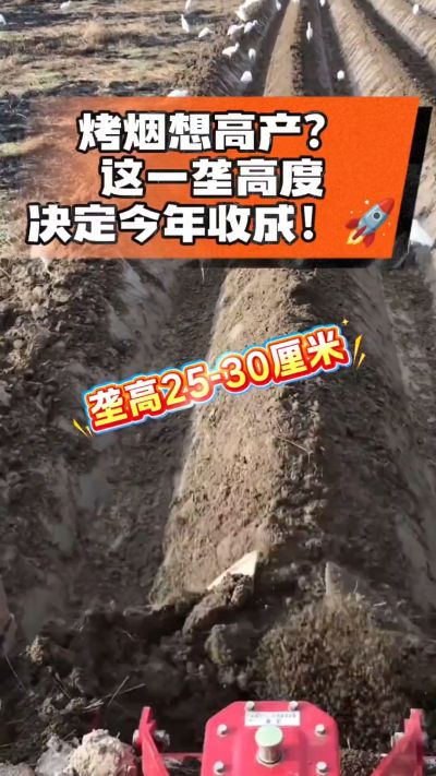 想让烤烟高产，就得从细节抓起。分享一点实打实的干货，只为帮大家少走弯路，种出好烟叶！🌱👍