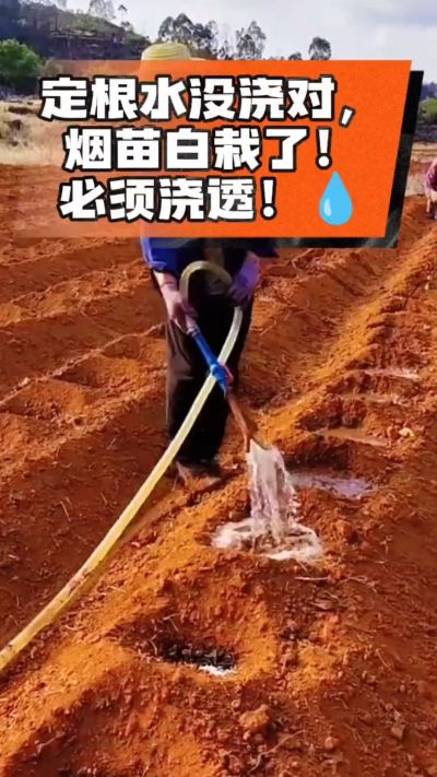 烤烟移栽定根水这么浇，烟苗稳活不僵苗！水里加点它，缓苗快、长势壮，种烟新手必看！