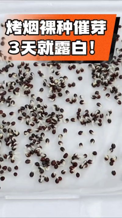 烤烟裸种催芽小技巧，清水浸泡、保温保湿，3天就能露白，出苗快又齐！烟农朋友收藏备用～