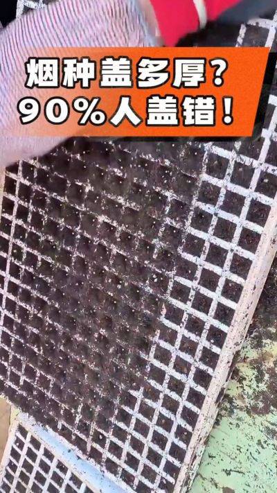 烟种盖多厚？90%烟农都盖错！薄盖才出苗齐、不闷种，烤烟育苗关键一步，照着做就对了