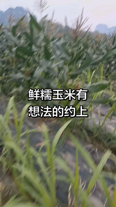 农户种植的白糯玉米大量上市，助农帮农在行动