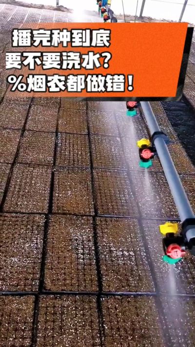 烤烟播完种一定要浇透底水，喷雾慢浇、别大水冲，盘底漏水才算到位，出苗又齐又壮！#烤烟育苗 #烤烟种植 #烟农干货 #育苗技术