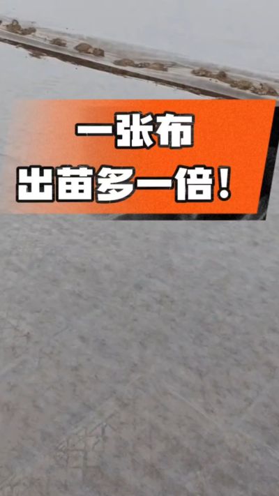 烤烟育苗盖无纺布，保温保湿出苗齐，不烂种、出苗快，烟农必备小技巧！