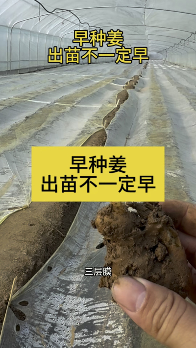 早种姜，出苗不一定早！