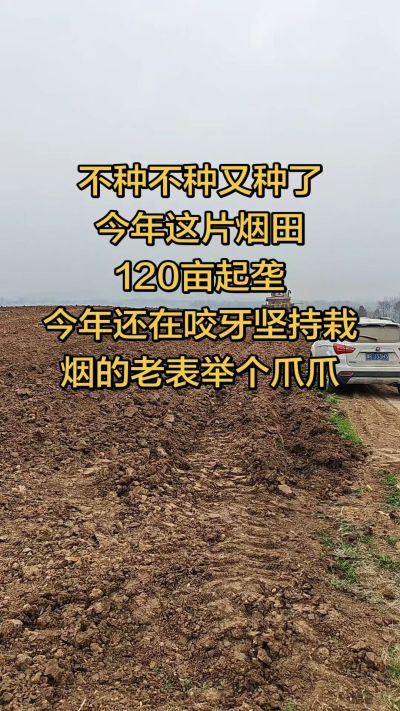 不种不种又种啦，还在咬牙坚持栽烟的老表集合啦！