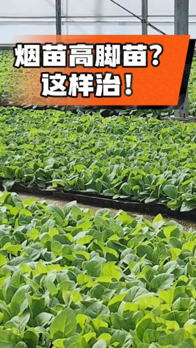 烤烟齐苗期管理关键：精准控温，防高脚苗，培育壮苗好上手！