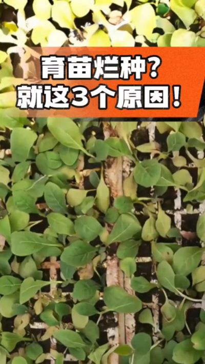 烤烟育苗烂种？3个原因讲清楚！消毒、控水、控温，做到就苗齐苗壮🔥
#烤烟育苗 #烤烟种植 #烂种防治 #烟农