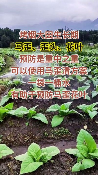 烤烟大田生长期，马歪歪头花叶预防是重中之重，可以使用马歪清方案，一袋一桶水，有助于预防马歪花叶。
烤烟管理早做一步，后期少操心！#烤烟种植#烤烟管理#烤烟大田管理#烤烟病害防治